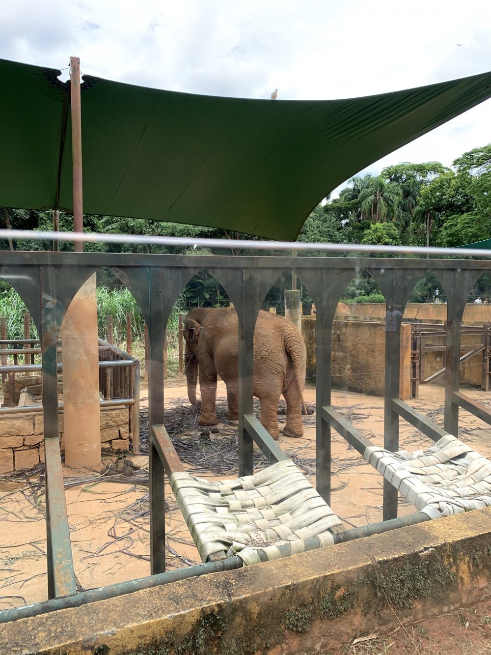 Parque Zoológico de São Paulo: preço do ingresso, horários e animais