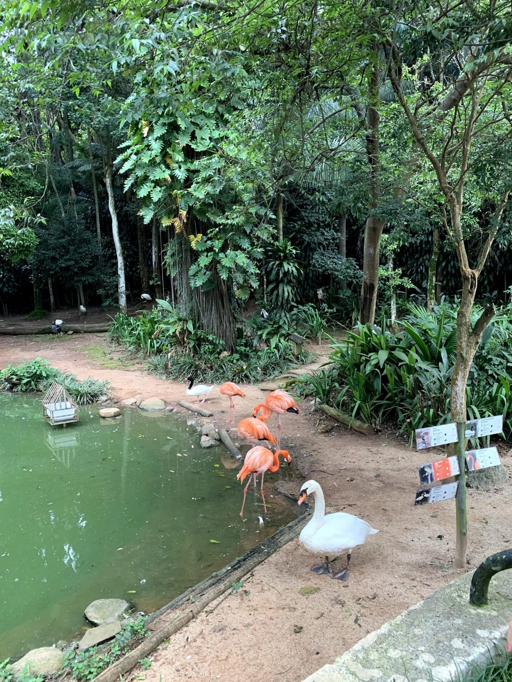 Parque Zoológico de São Paulo preço do ingresso, horários e animais Parque Zoológico de São Paulo preço do ingresso, horários e animais